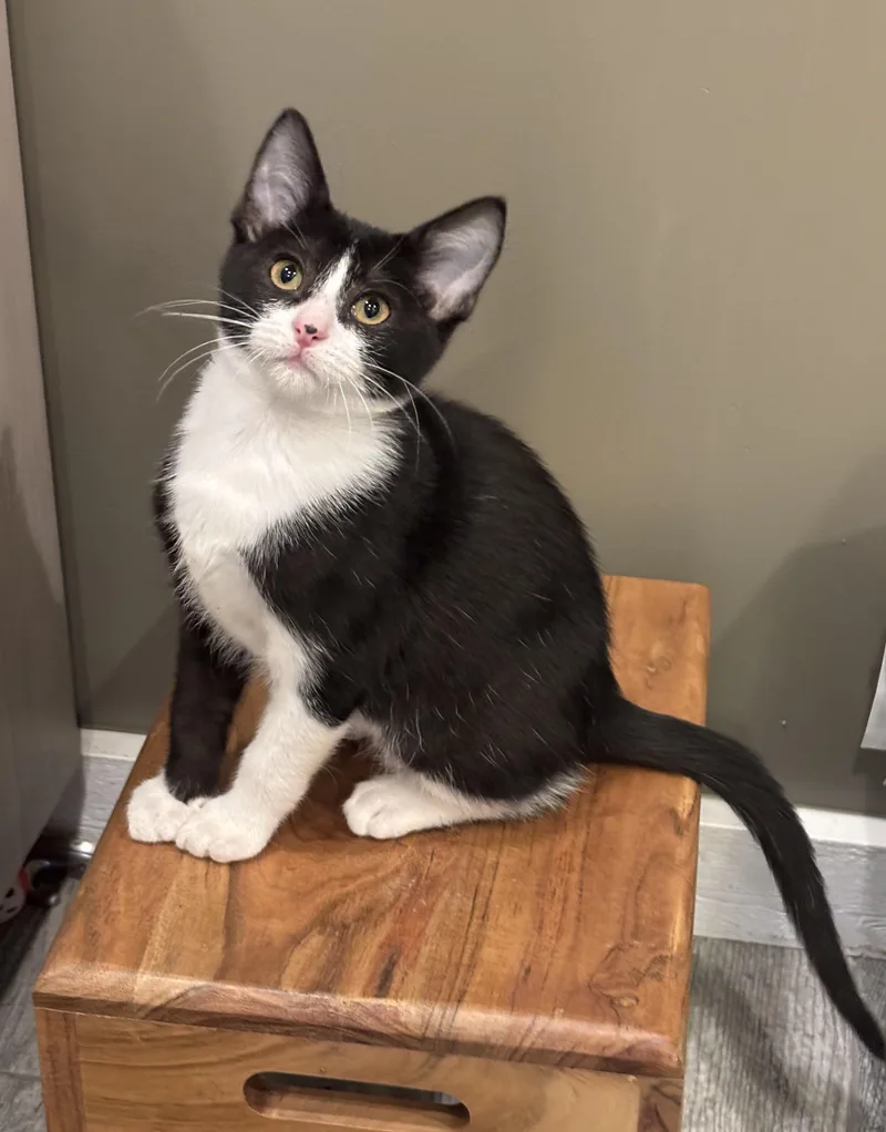Figaro thumbnail 3