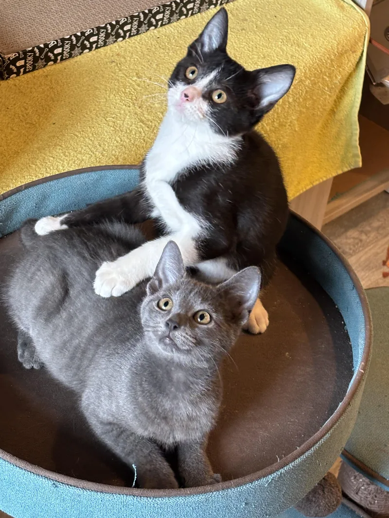 Figaro thumbnail 4