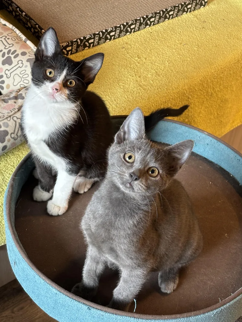 Figaro thumbnail 5