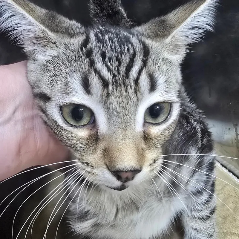 A baby small-sized male Brown / Chocolate Domestic Short Hair cat named Sterling for adoption in Marble, NC
