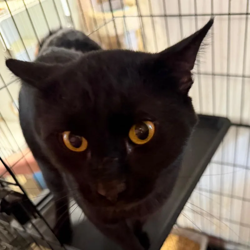 A young large-sized male American Shorthair cat named Big'un for adoption in mount vernon, AR