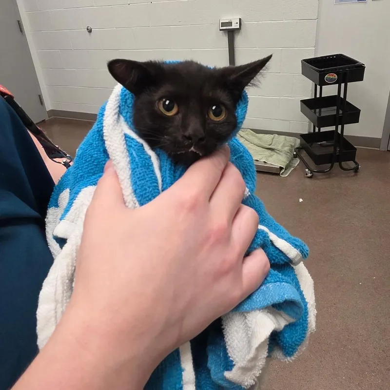 A baby small-sized female Black Domestic Short Hair cat named Hawk for adoption in Chattanooga, TN