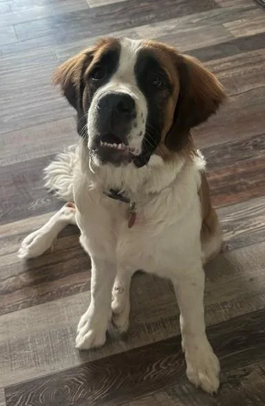 A baby extra large-sized female Brown / Chocolate Saint Bernard dog named Lucy for adoption in Greeley, CO