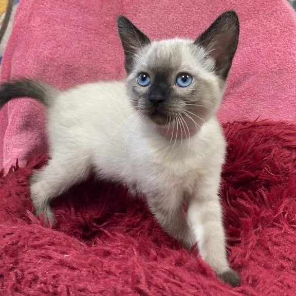 A baby small-sized female Lilac Point Siamese cat named Mozzarella for adoption in Hawthorne, CA