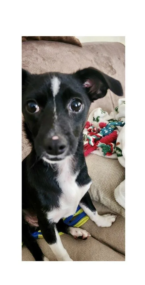 A baby medium-sized female Tricolor (Brown, Black, & White) Mixed Breed dog named Macy for adoption in Mooresville, NC