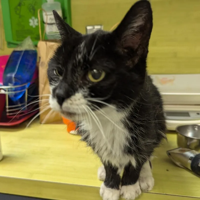 A senior small-sized female Black Domestic Short Hair cat named Jane Bond for adoption in Charlottesville, VA