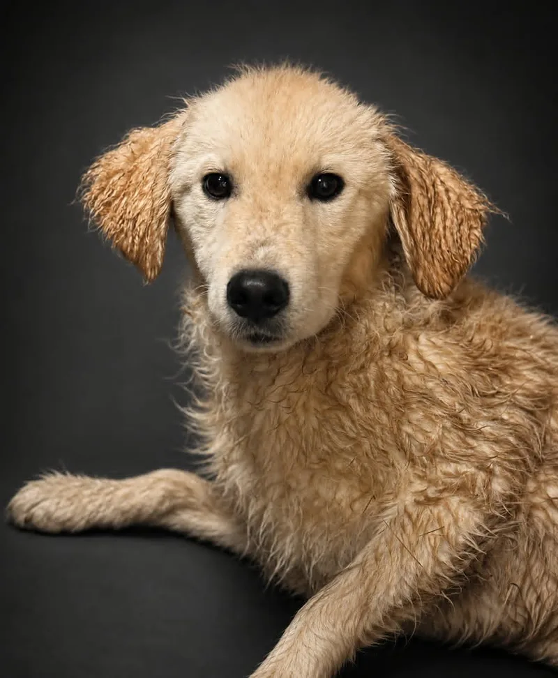 A young medium-sized male Great Pyrenees dog named Kubota for adoption in Bowling Green, KY