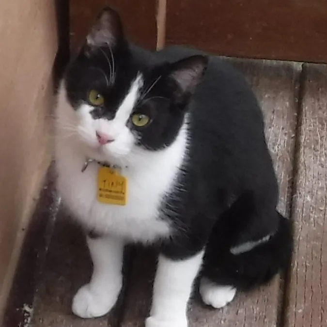 Tiny  Handsome Tux thumbnail 2