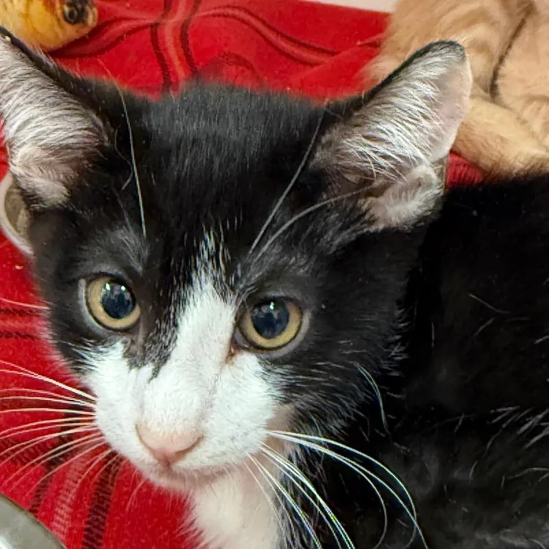 A baby small-sized male Black Domestic Short Hair cat named Gastly for adoption in Salt Lake City, UT