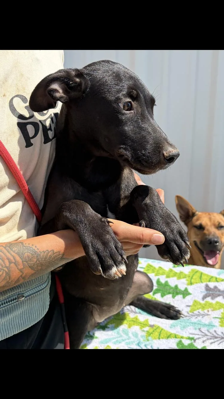 A baby medium-sized female Labrador Retriever dog named Piper for adoption in Paradise, TX