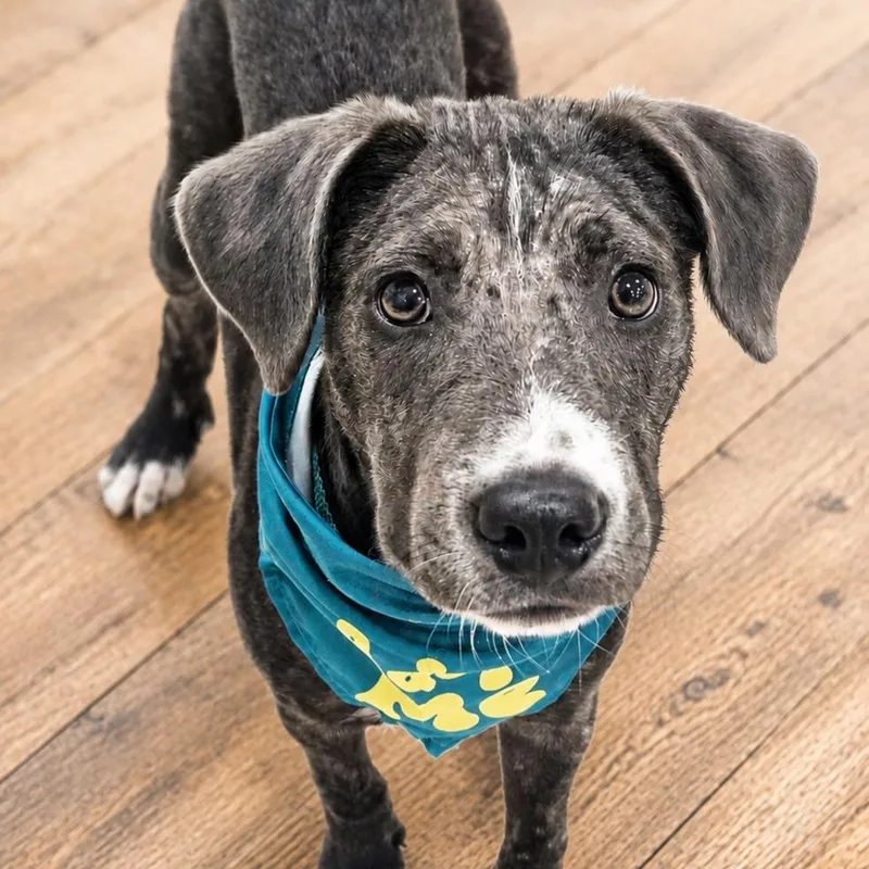 A young medium-sized male Gray / Blue / Silver Plott Hound dog named Wally for adoption in Brentwood, TN