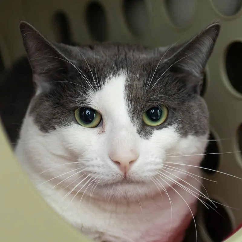 An adult medium-sized male Gray / Blue / Silver Domestic Short Hair cat named Oreo for adoption in Middletown, RI