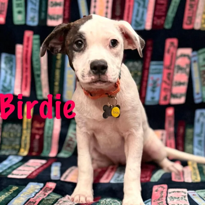 Birdie thumbnail 2