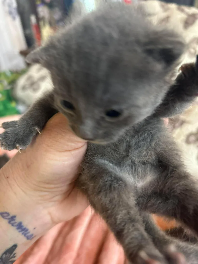 A baby medium-sized male Gray & White Domestic Short Hair cat named Sanji for adoption in hinckley, IL