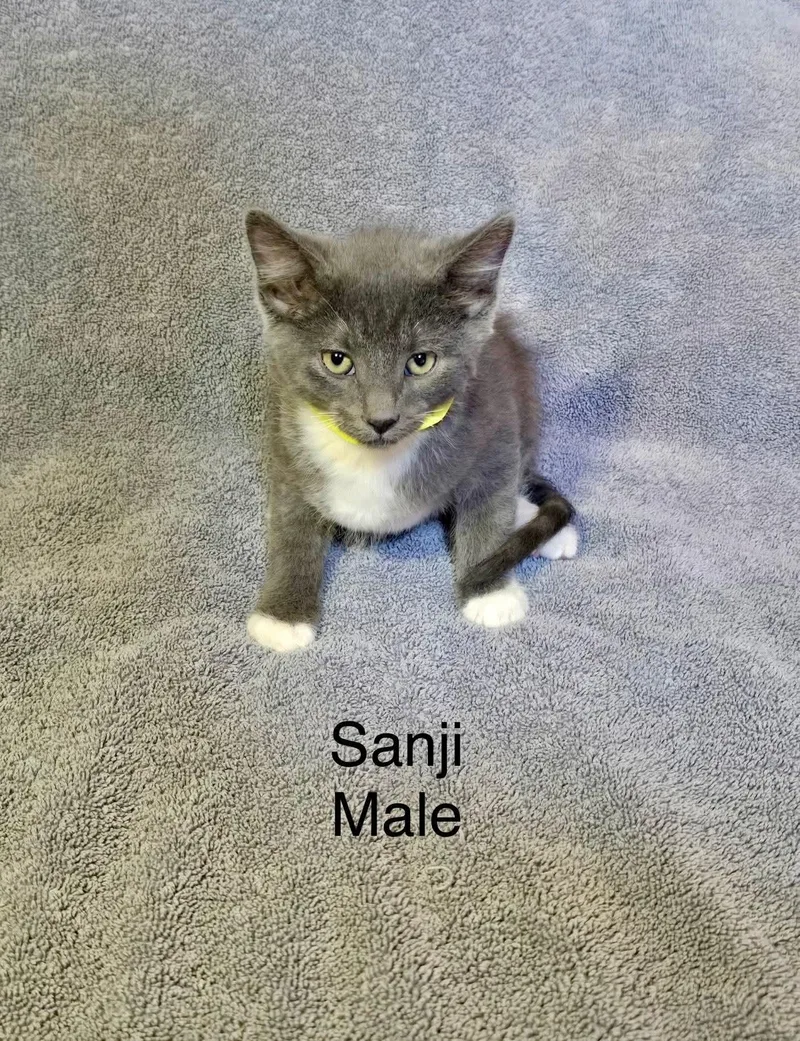Sanji thumbnail 2