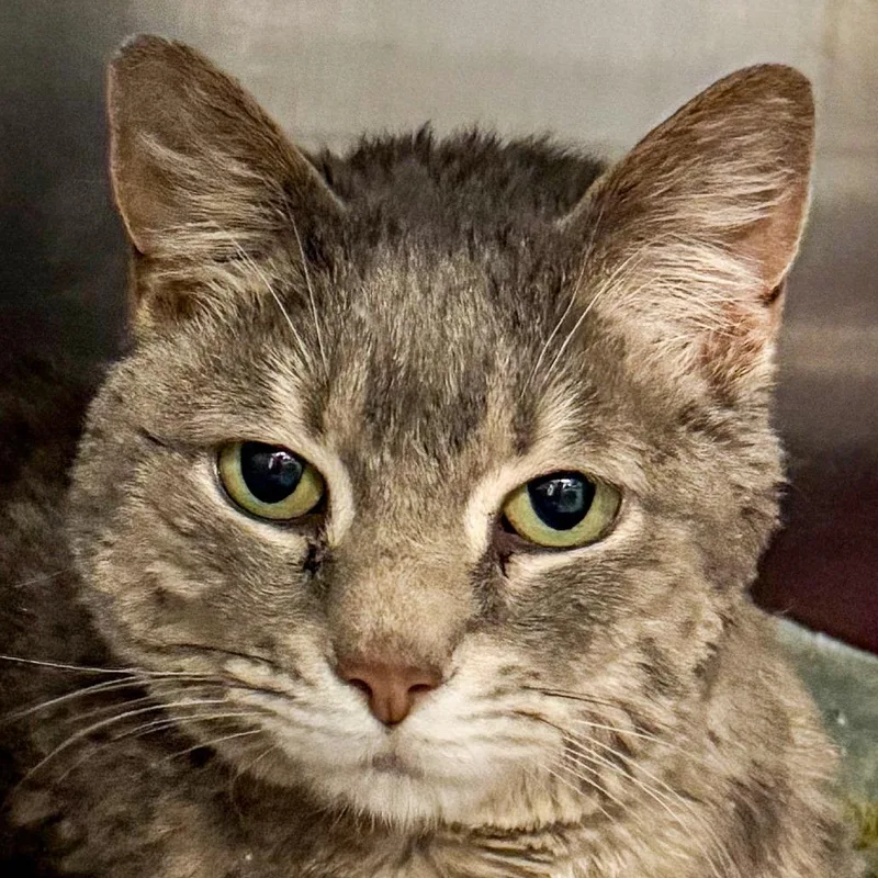 A senior medium-sized female Gray / Blue / Silver Domestic Short Hair cat named Jellybean for adoption in Kennebunk, ME