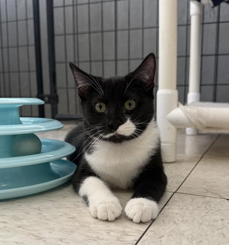 A baby small-sized female Domestic Short Hair cat named Dawn for adoption in Lemoore, CA
