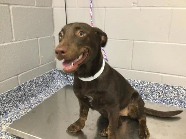 A young small-sized female Labrador Retriever dog named Coco for adoption in Thousand Palms, CA
