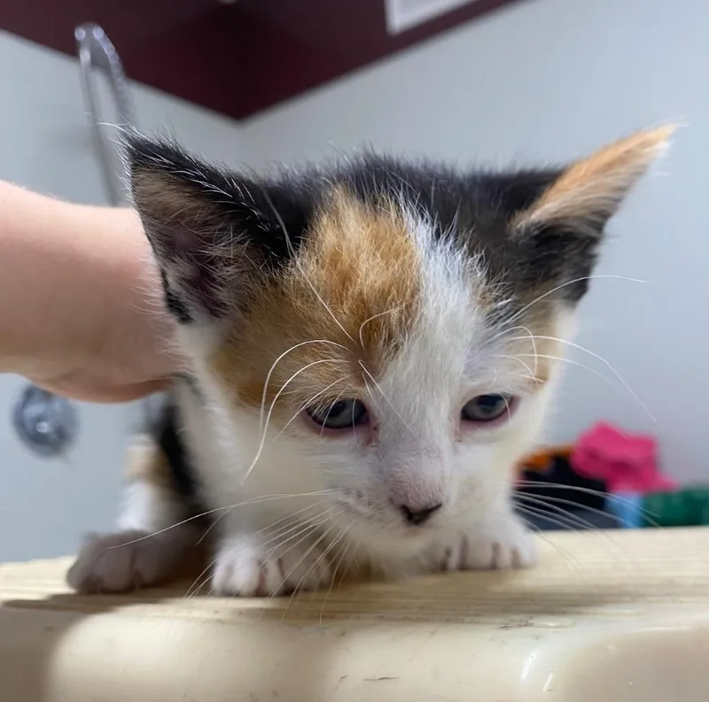 A baby medium-sized female Domestic Short Hair cat named Valkyrie for adoption in Fall River, MA