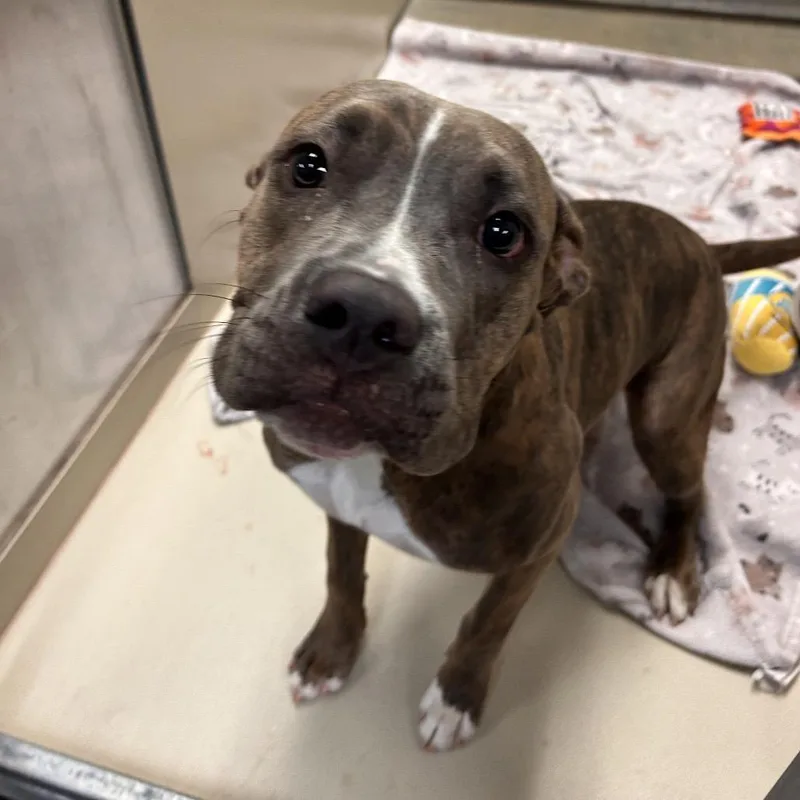 A young medium-sized female Brindle Pit Bull Terrier dog named Celeste for adoption in Flagstaff, AZ