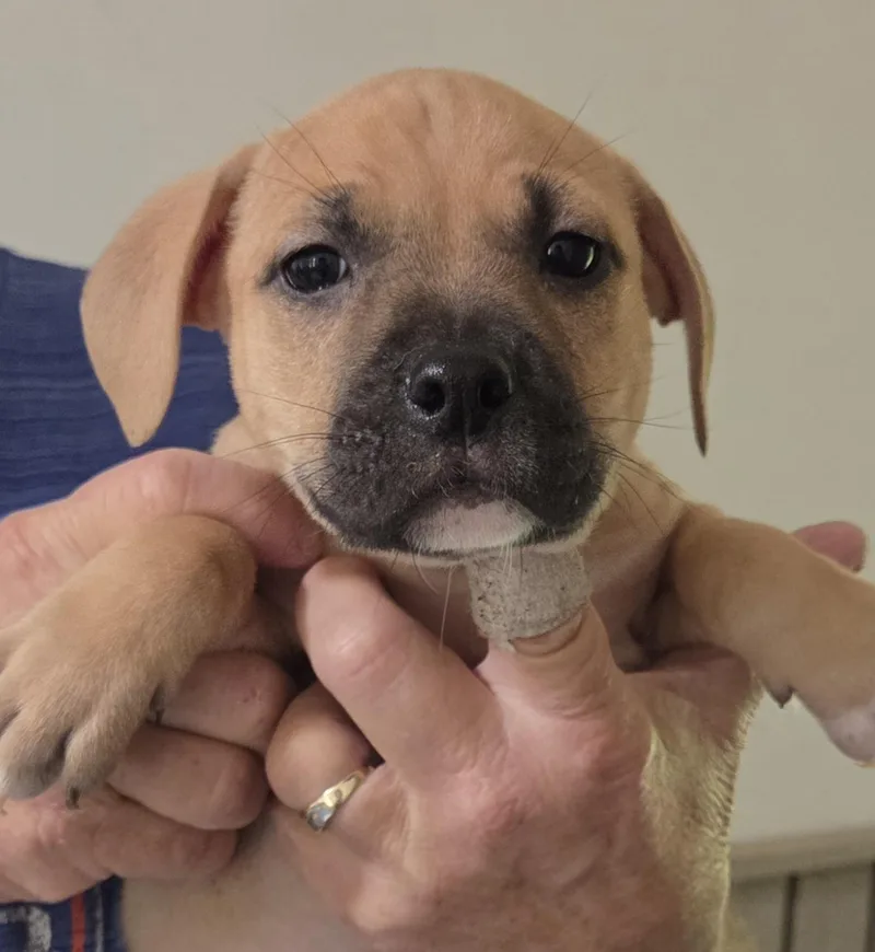 A baby medium-sized male Black Mixed Breed dog named Trekker for adoption in Gainesville, FL