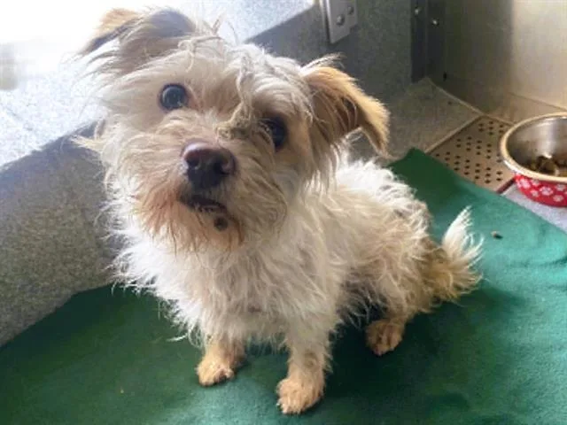 A young medium-sized female Cairn Terrier dog named Gwen for adoption in Tustin, CA