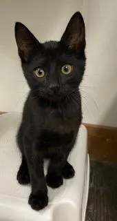 An adult medium-sized female Black American Shorthair cat named Zoey for adoption in Fredericksburg, OH
