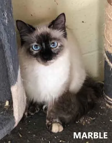 A young medium-sized female Seal Point Domestic Long Hair cat named Marble for adoption in Washington, GA