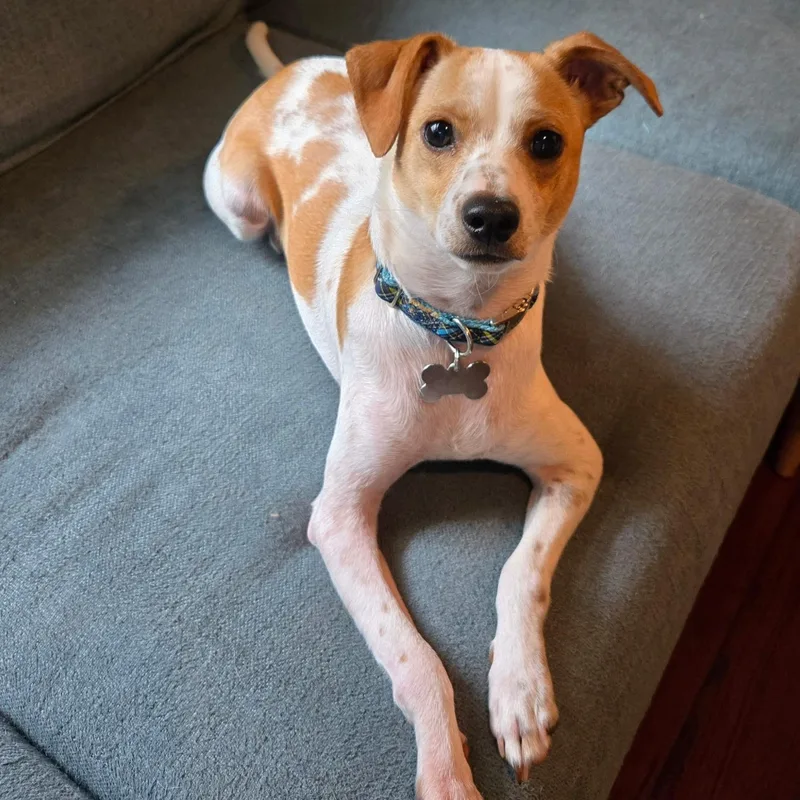 Asparagus thumbnail 2