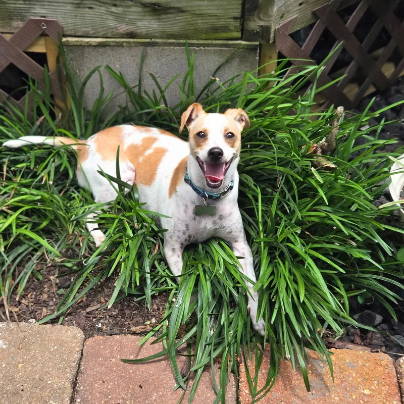 Asparagus thumbnail 3