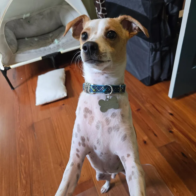 Asparagus thumbnail 4