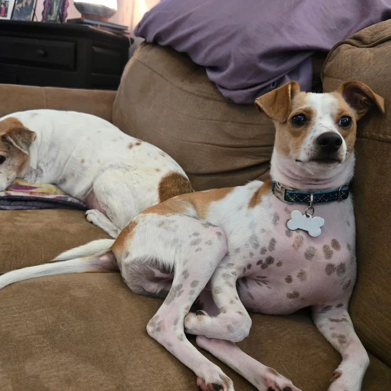 Asparagus thumbnail 5