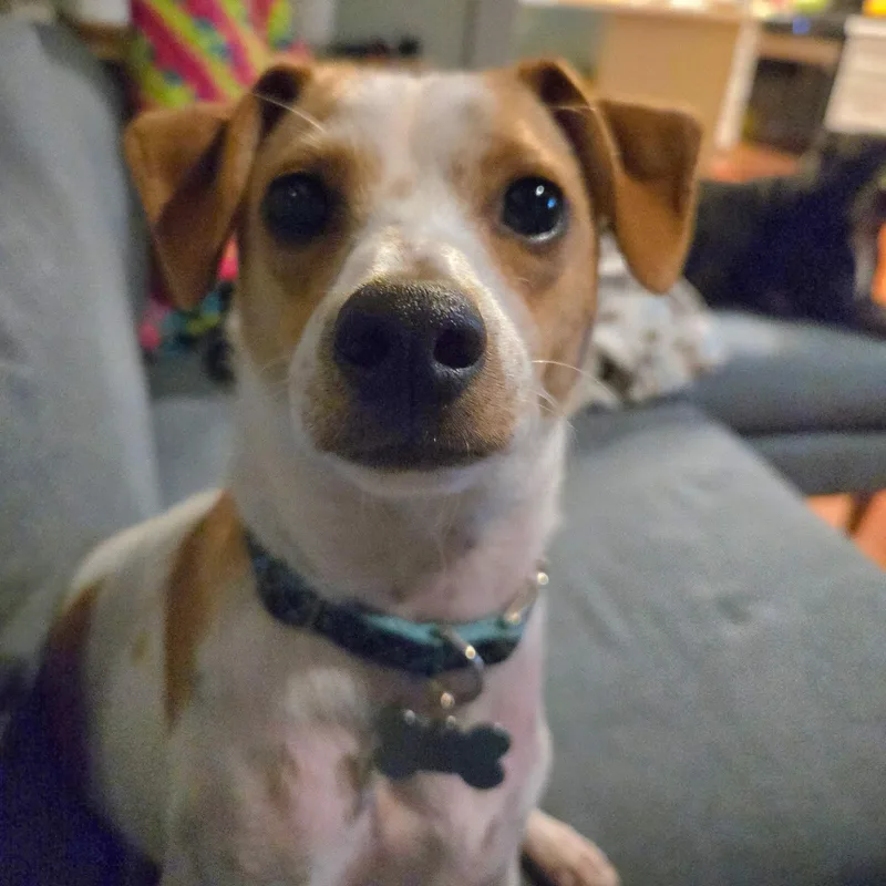 Asparagus thumbnail 6