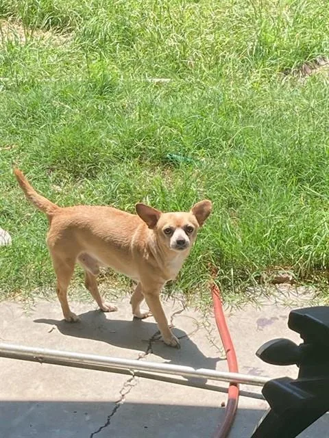 An adult small-sized male Chihuahua dog named Herschel for adoption in Dallas, TX