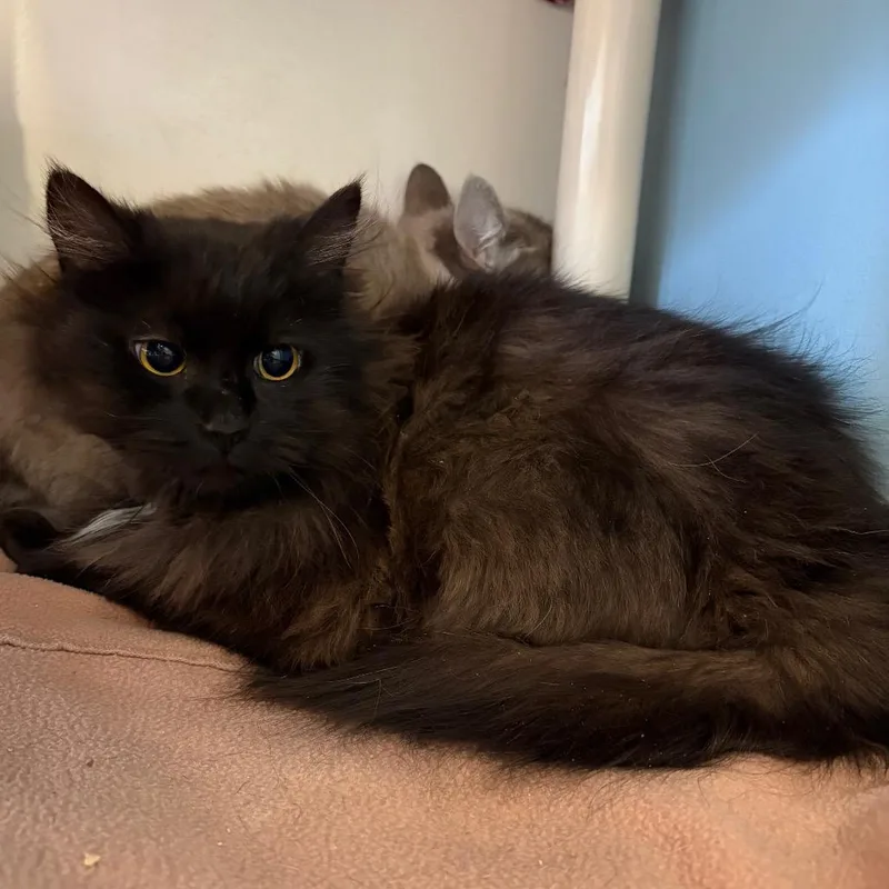 Clover  Shy Cat thumbnail 2