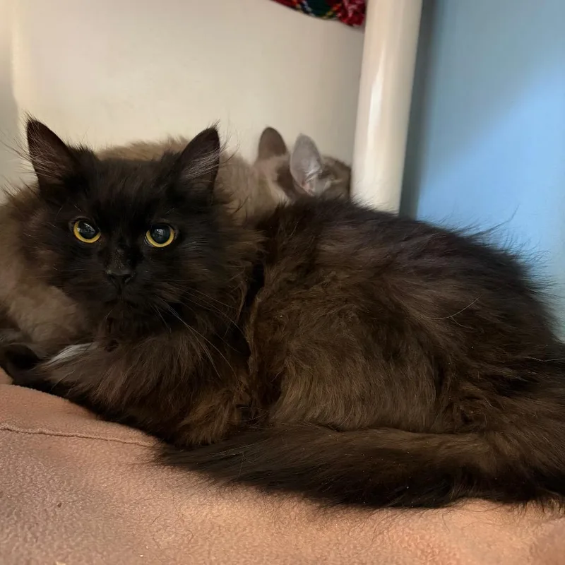 Clover  Shy Cat thumbnail 3