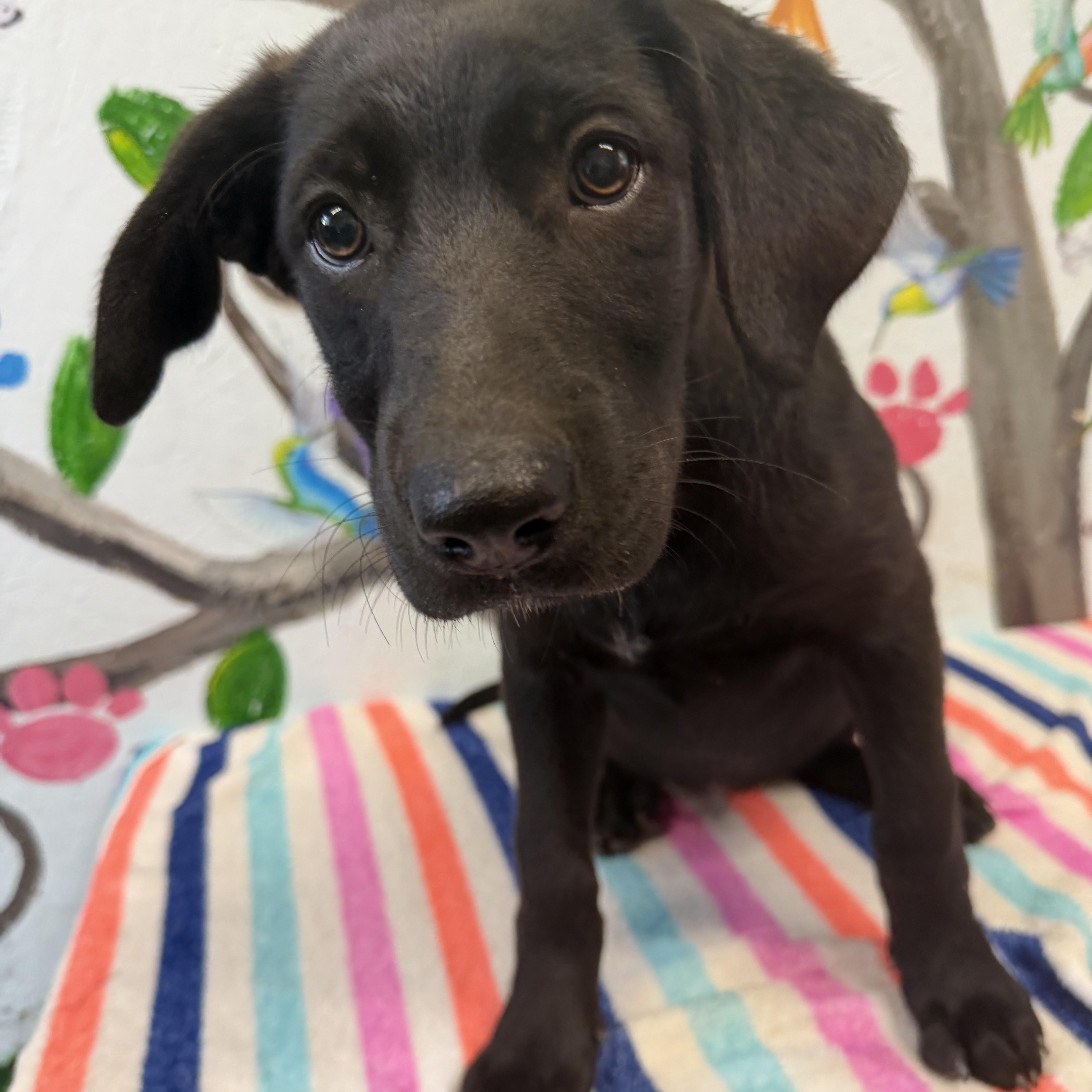 A baby large-sized female Black Labrador Retriever dog named Kona for adoption in Danville, VT