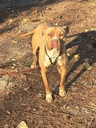 An adult medium-sized female Mixed Breed dog named Chloe for adoption in Atlanta, GA