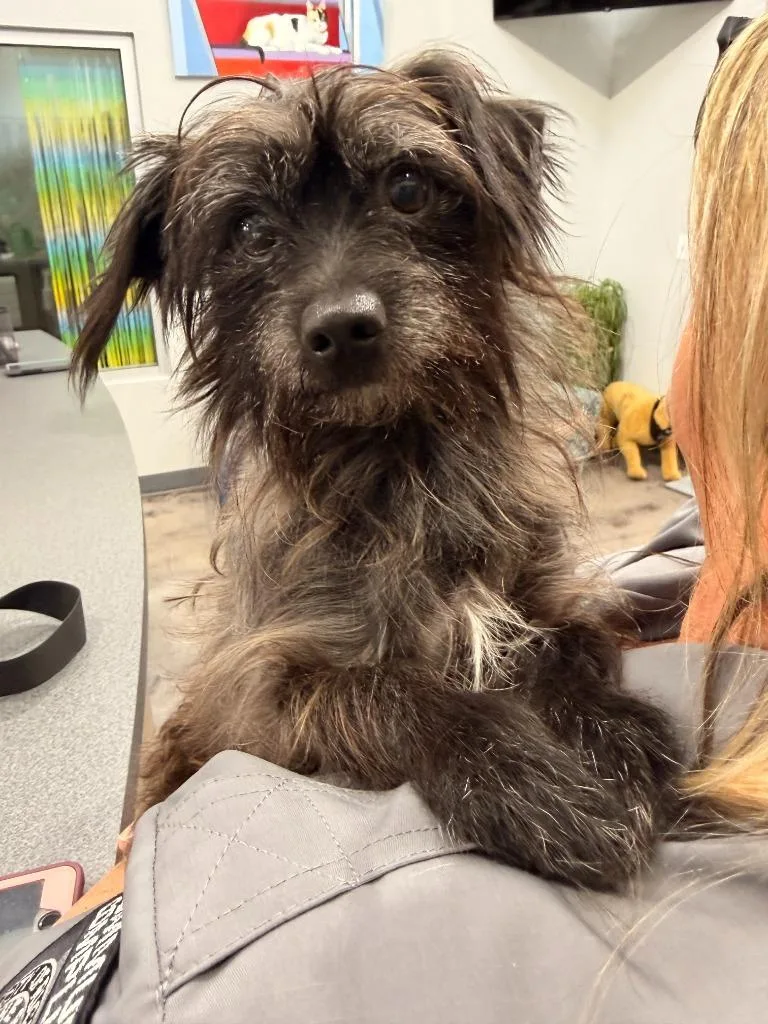 A young small-sized male Terrier dog named Smokey Joe for adoption in Richland Hills, TX