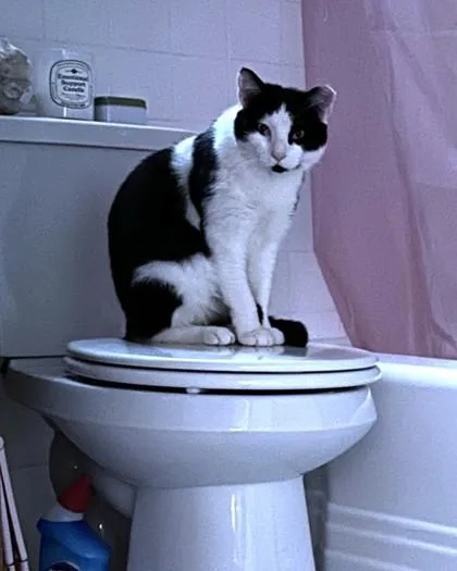 An adult medium-sized male Domestic Short Hair cat named Quill Pig for adoption in Washington, DC