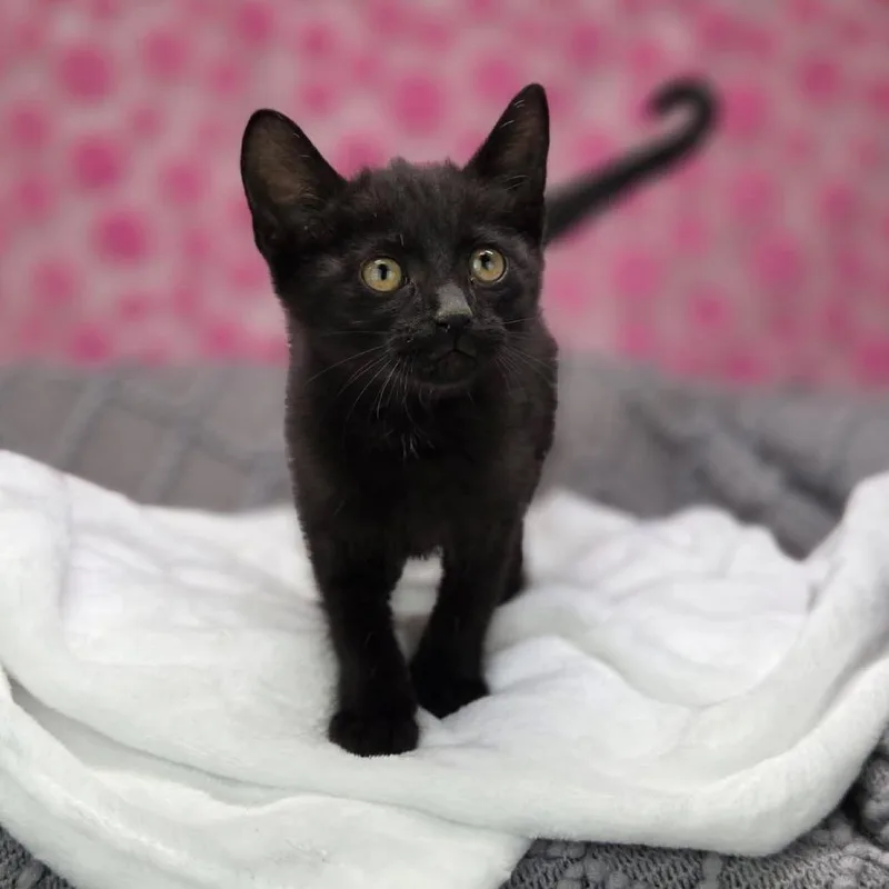 A baby small-sized female Black Domestic Short Hair cat named ZabrineC for adoption in East Saint Louis, IL