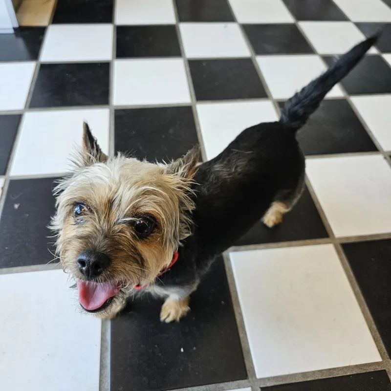 An adult small-sized female Black Yorkshire Terrier dog named Zoey V for adoption in Little Rock, AR