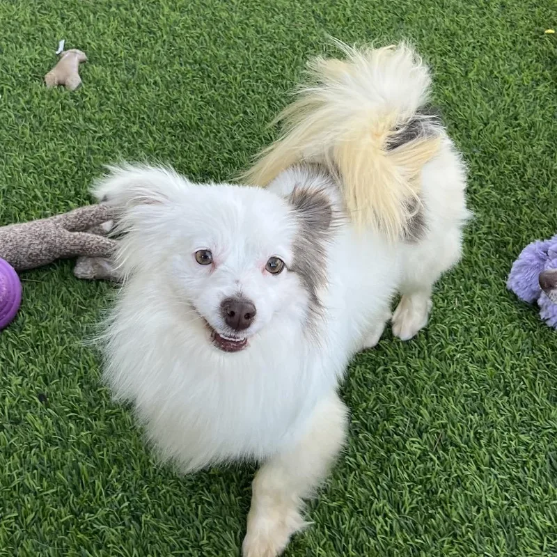 A young small-sized male White / Cream Pomeranian dog named Lewis for adoption in Las Vegas, NV