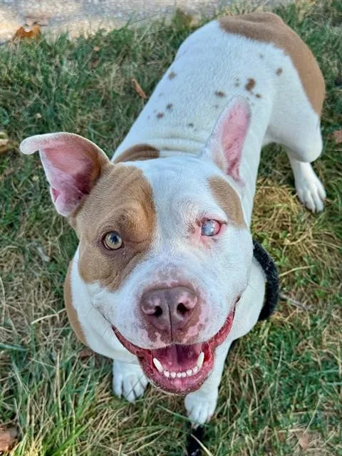 An adult large-sized female Terrier dog named Winks for adoption in Olivette, MO