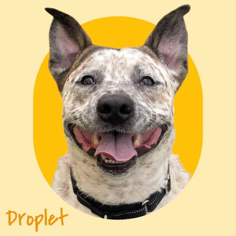 Droplet thumbnail 2