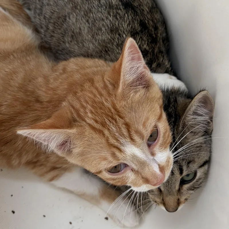 A baby small-sized male Orange / Red Domestic Short Hair cat named Carrots Scott for adoption in Eagle Mountain, UT