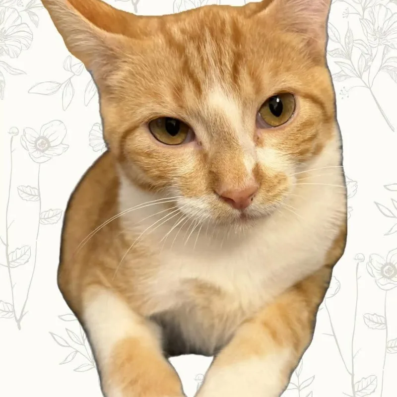 Carrots Scott thumbnail 2