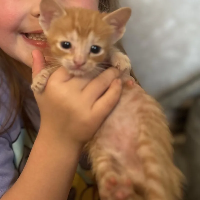 A baby small-sized female Orange / Red Domestic Short Hair cat named Gretl for adoption in Boerne, TX