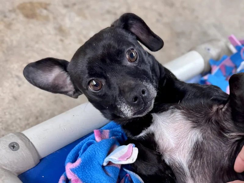 A senior small-sized male Black Terrier dog named Ralph for adoption in Fresno, CA