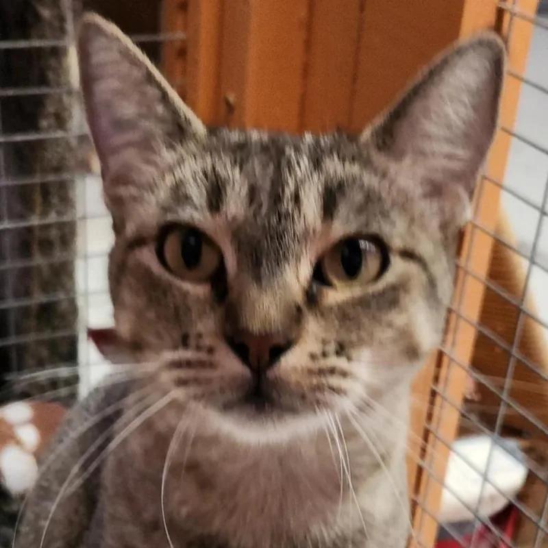 An adult medium-sized female Brown / Chocolate Domestic Short Hair cat named Sophie for adoption in Fresno, CA